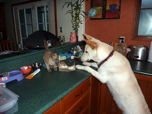 in the kitchen